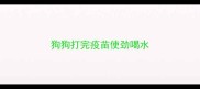 狗狗打完疫苗使劲喝水