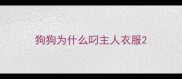 狗狗为什么叼主人衣服