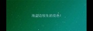 海盗边牧生的花色