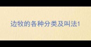 边牧的各种分类及叫法