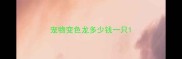 宠物变色龙多少钱一只