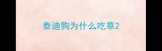 泰迪狗为什么吃草