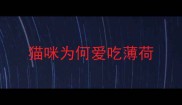 猫咪为何爱吃薄荷