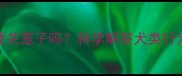 成年拉布拉多需要关笼子吗科学解答犬类行为管理与空间需求