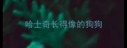 哈士奇长得像的狗狗