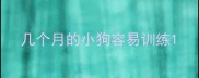 几个月的小狗容易训练