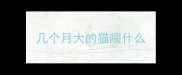 几个月大的猫喂什么