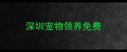 深圳宠物领养免费