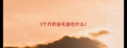 3个月的金毛能吃什么