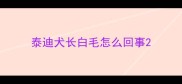 泰迪犬长白毛怎么回事