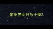 家里养两只哈士奇