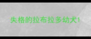 失格的拉布拉多幼犬
