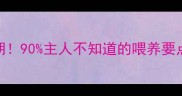 边牧幼犬2月大黄金期90主人不知道的喂养要点附每日护理清单
