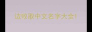 边牧取中文名字大全