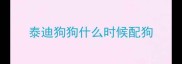 泰迪狗狗什么时候配狗