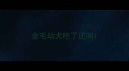金毛幼犬吃了还叫