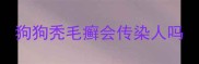 狗狗秃毛癣会传染人吗