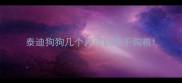 泰迪狗狗几个月可以吃干狗粮