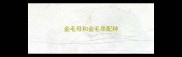 金毛母和金毛串配种