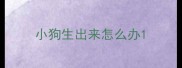 小狗生出来怎么办
