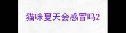 猫咪夏天会感冒吗