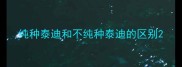 纯种泰迪和不纯种泰迪的区别