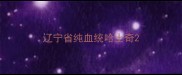 辽宁省纯血统哈士奇
