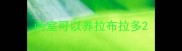 两室可以养拉布拉多