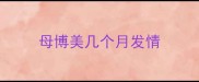 母博美几个月发情