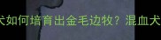 边境牧羊犬如何培育出金毛边牧混血犬种全攻略