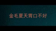 金毛夏天胃口不好
