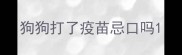 狗狗打了疫苗忌口吗