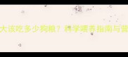 边牧3个月大该吃多少狗粮科学喂养指南与营养配比全
