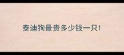 泰迪狗最贵多少钱一只