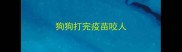狗狗打完疫苗咬人
