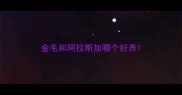 金毛和阿拉斯加哪个好养