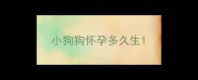 小狗狗怀孕多久生