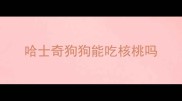 哈士奇狗狗能吃核桃吗