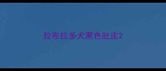 拉布拉多犬黑色肚皮