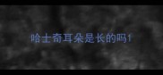 哈士奇耳朵是长的吗
