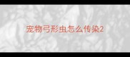 宠物弓形虫怎么传染