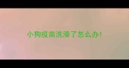 小狗疫苗洗澡了怎么办
