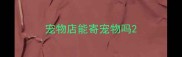 宠物店能寄宠物吗