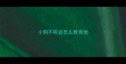 小狗不听话怎么教育他