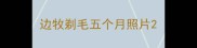 边牧剃毛五个月照片