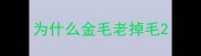 为什么金毛老掉毛
