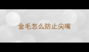 金毛怎么防止尖嘴
