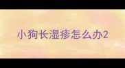 小狗长湿疹怎么办