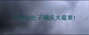 小狗拉肚子喝庆大霉素