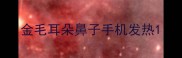 金毛耳朵鼻子手机发热